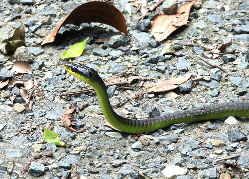 Common Tree Snake sighting