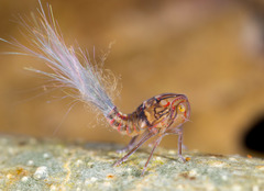 Nogodinidae