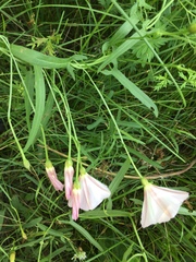Convolvulus chinensis
