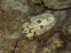 Corythucha confraterna