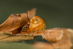 Cymbomorpha