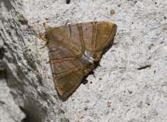 Eulepidotis addens
