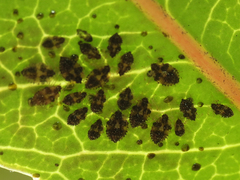 Corythucha incurvata