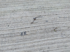 Argia moesta