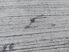 Argia moesta