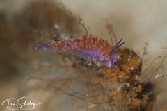 Flabellina