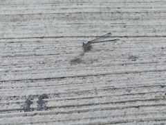 Argia moesta