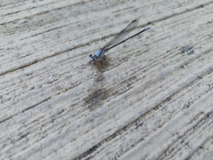 Argia moesta