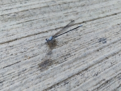 Argia moesta