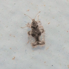 Corythucha incurvata