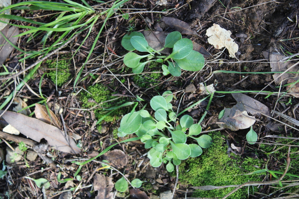 henderson-s-shooting-star-from-bon-tempe-dam-rd-california-94930-usa