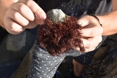 Stramonita biserialis