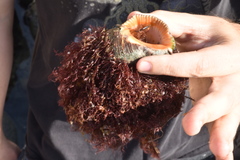 Stramonita biserialis