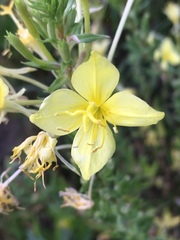 Oenothera rhombipetala