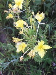 Oenothera rhombipetala