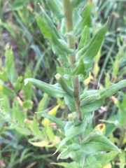 Oenothera rhombipetala