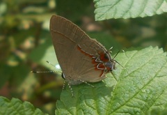 Calycopis origo