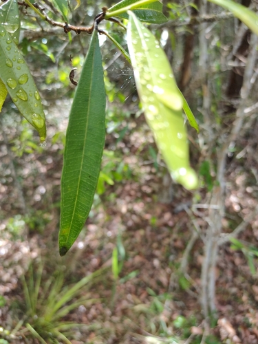 Samadera bidwillii (Samadera bidwillii)