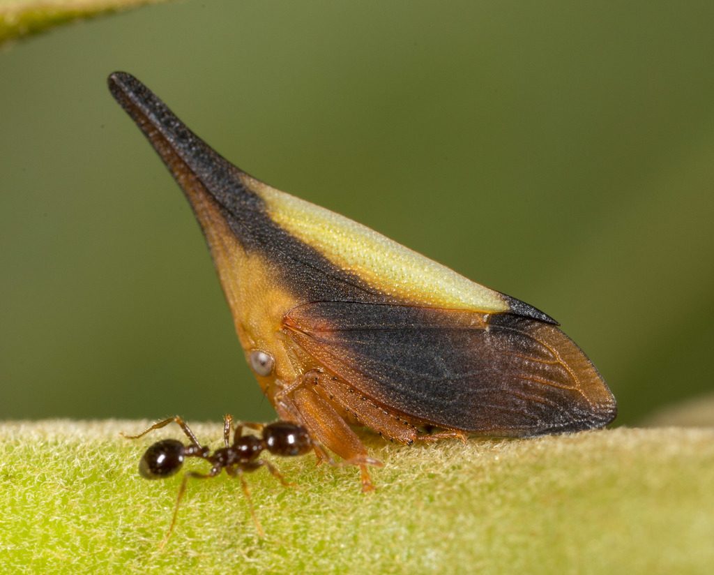 Enchenopa concolor