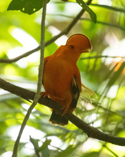 Guianan Cock-of-the-rock (Rupicola rupicola), photo 4