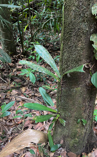 Philodendron linnaei, photograph 5