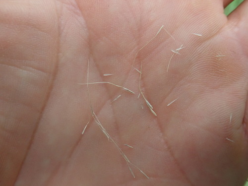 Image of Dichelachne micrantha by no rights reserved