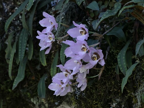 Rhynchostele cervantesii, photograph 6