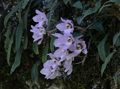 Rhynchostele cervantesii, photograph (c) nmoorhatch, some rights reserved (CC BY)