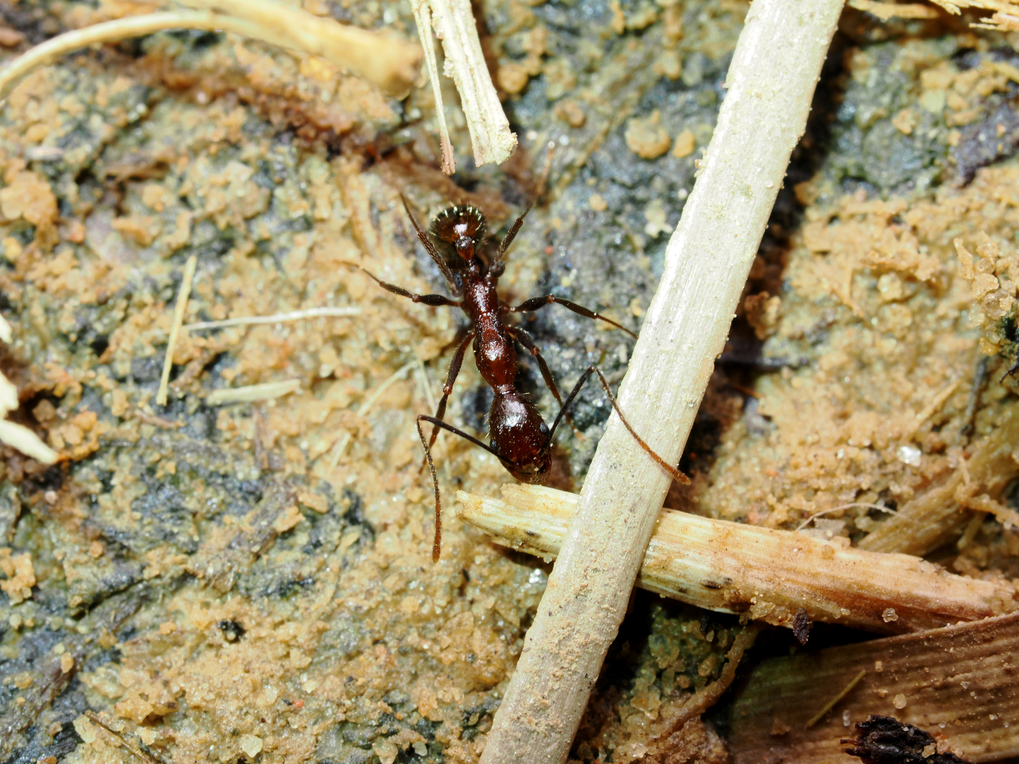 Aphaenogaster gracillima