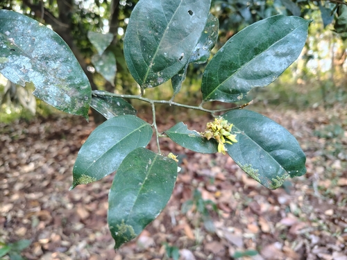 Siamese Yellowleaf (Xanthophyllum flavescens)