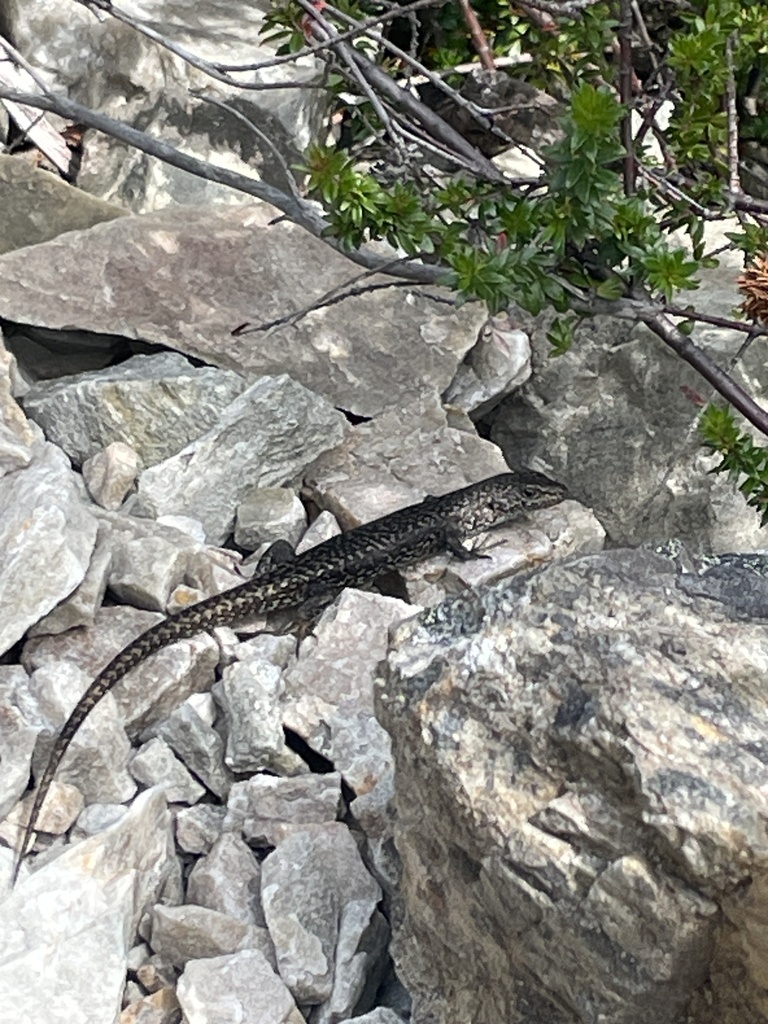 Ocellated Cool-skink