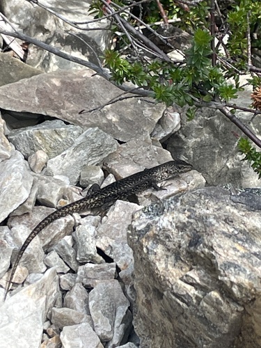 Ocellated Cool-skink