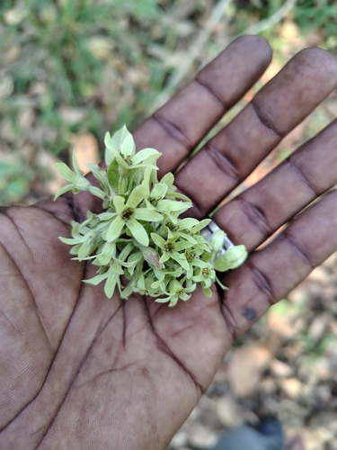 Getonia floribunda (Getonia floribunda)