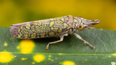 Ichthyobelus bellicosus