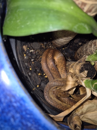 Brown Tree Snake sighting