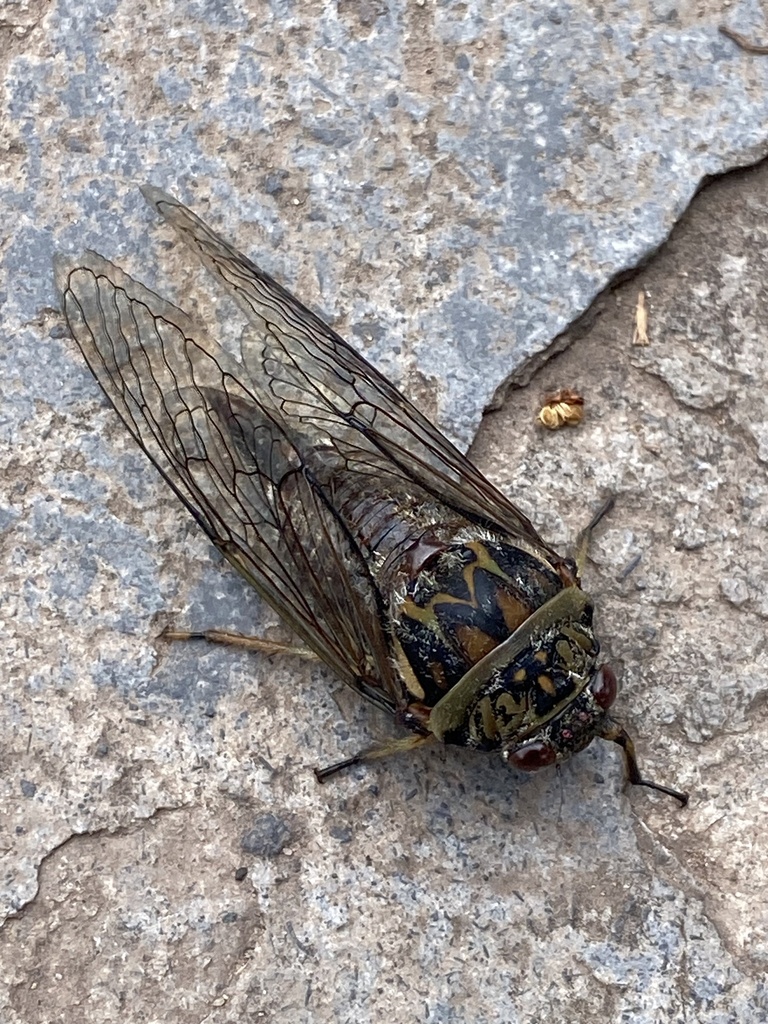 Carineta tetraspila