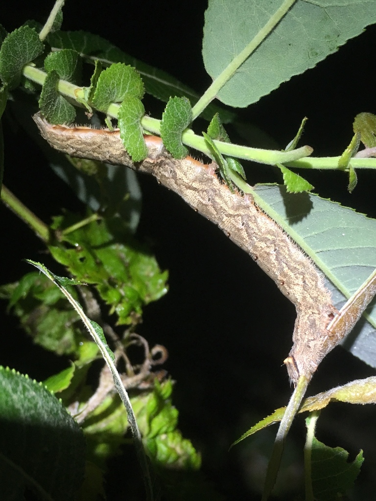 Darling Underwing