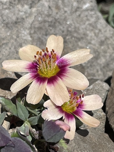 Montiopsis andicola, photograph 3
