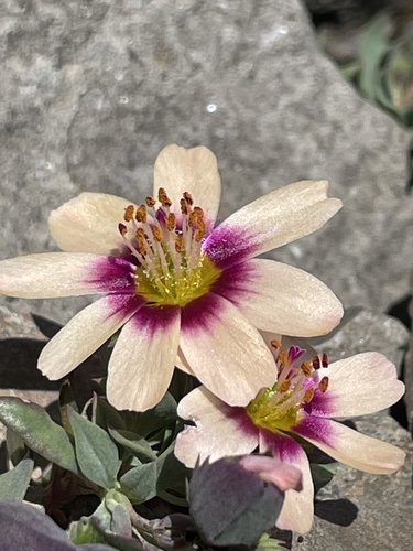 Montiopsis andicola, photograph 4