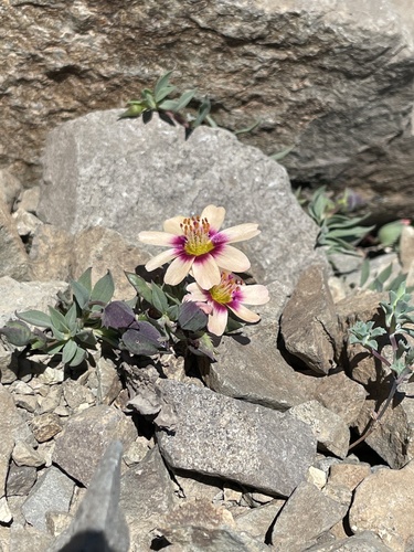 Montiopsis andicola, photograph 5