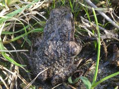 Crinia subinsignifera