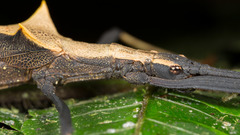 Pseudophasma bispinosum