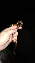 Lampropeltis gentilis