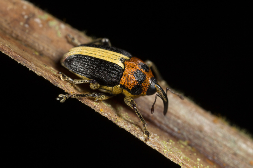 Leptoschoinella