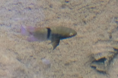 T-Bar Cichlid photo 5