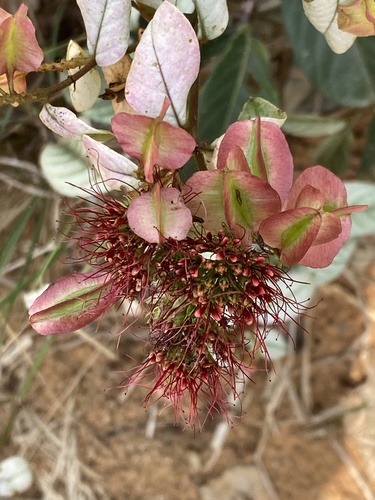 Combretum racemosum (Combretum racemosum)