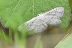 Idaea ostentaria