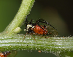Cyphonia trifida