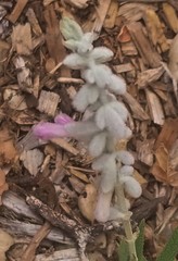 Stachys ajugoides