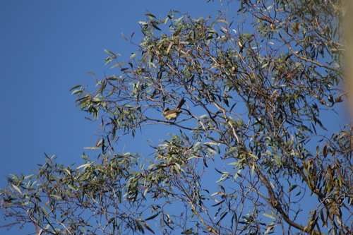 Crested Bellbird (Oreoica gutturalis), photo 6
